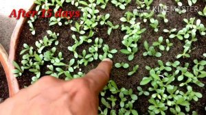 How to Grow GAILLARDIA at Home and Garden in a easy Way