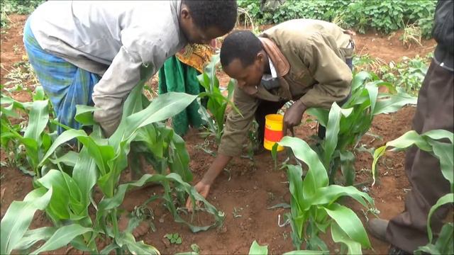 Haromaya Maize UREA Side Dressing смотреть онлайн