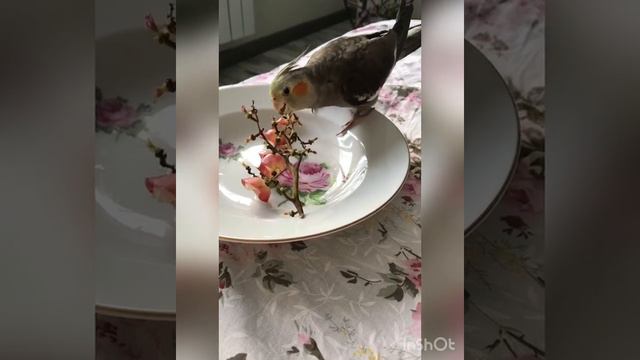 Корелла кушает виноград
