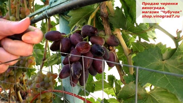 Виноград ЭМИР- ранний крупноплодный красавец. НОВИНКА винограда на моем участке- какой он у вас?