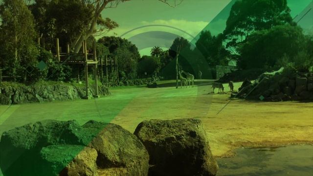 Чем занимаются люди 1 января в Новой Зеландии. Highland Games в Вайпу смотреть онлайн