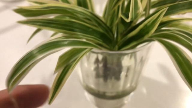 Spider Plants Chlorophytum Comosum In Water Culture  Semi Hydro