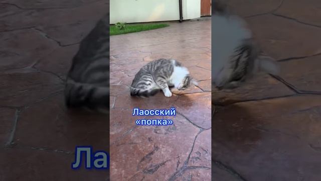 Как на разных языках звучит слово кошка#котики #кот