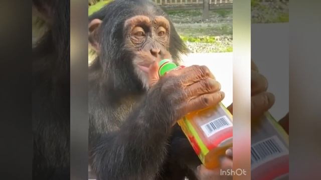 ОДИН ДЕНЬ ИЗ ЖИЗНИ ШИМПАНЗЕ