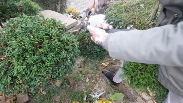 СТРИЖКА ХВОЙНЫХ. Ниваки из кипарисовика
