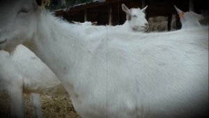 Коза породы Русская Белая