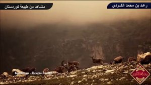 Сура Анбия "Пророков" Raad_al_Kurdi Красивые чтение Корана Шейх Муҳаммад Аль Курди