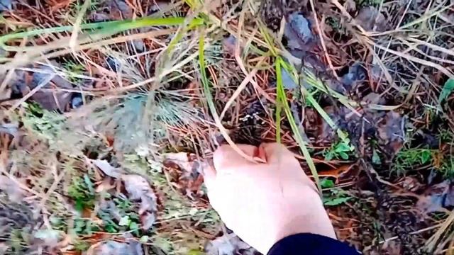 Бабья Осень. Грибы в лесу и чистотел на пасеке в декабре. смотреть онлайн