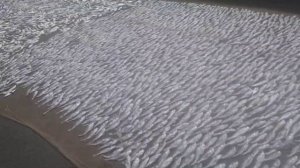 Это Гоа я больше не куплю вяленого вомера