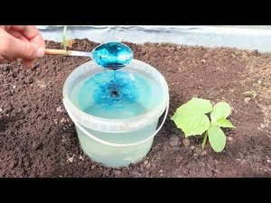 Всего ложка зеленки и огурцы без желтизны, бурно плодоносят. Почему огурцы так любят зеленку?