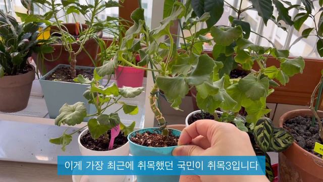 국민 제라늄 취목 후기_성체급 개체를 얻는 방법 смотреть онлайн