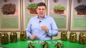 Высокоурожайные и вкусные огурцы от Агрофирмы Семко
