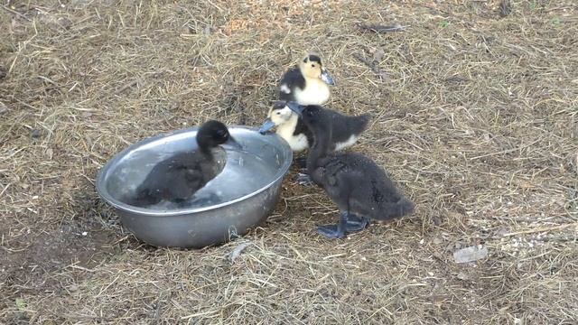 Уточки Cayuga и Magpie duck смотреть онлайн