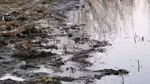 Норка ловит рыбу.