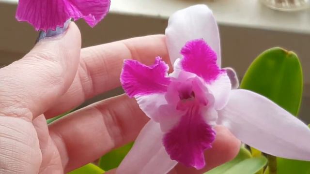 Cattleya Intermedia x L. Purpurata and Cattleya Intermedia var acquinii in bloom смотреть онлайн
