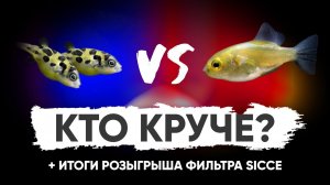 Кто круче? Карликовый тетраодон vs золотой тетраодон