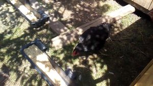 #89  Black Australorps. Черный австралорп куры.Почему я выбрала эту породу