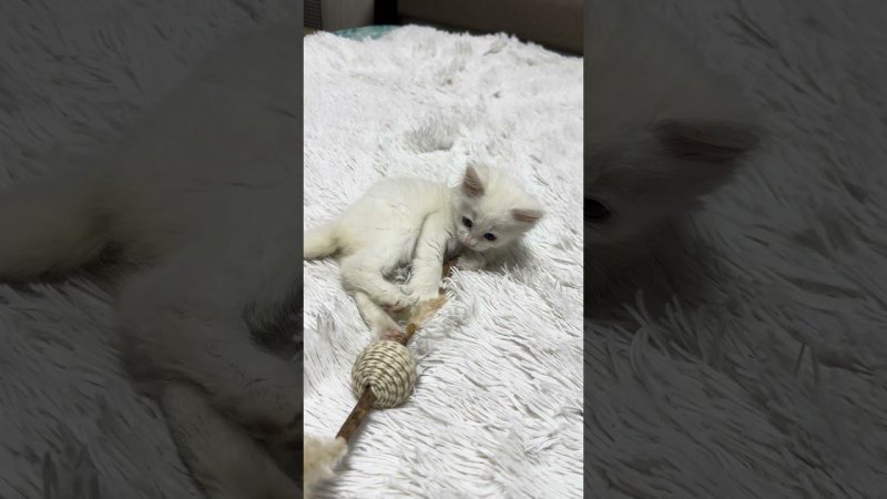 Счастливая Василиса играет #котята #cat #kitten