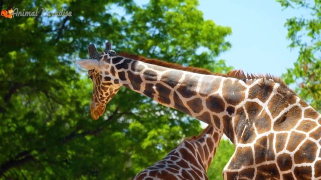 Colors of animals: cows, horses, fish colors, chickens, ducks, cats - animal sounds смотреть онлайн