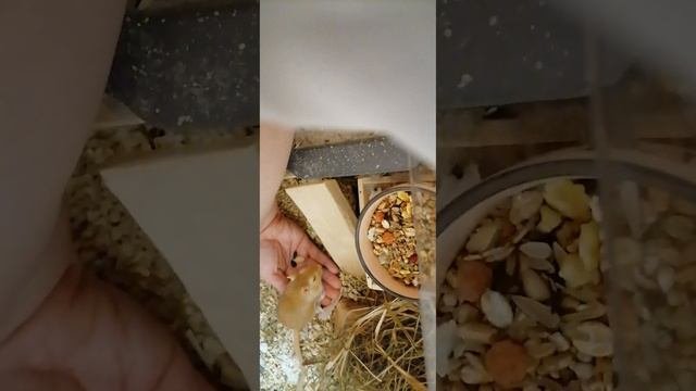 Песчанки Видео 46 Ужин с песчанками