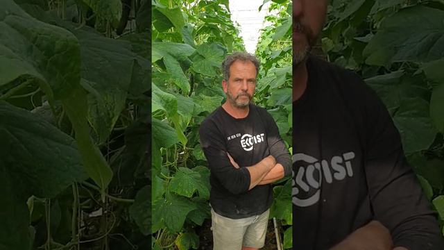 Komkommerteelt aan de hoge draad смотреть онлайн