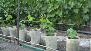 Выращивание саженцев винограда в контейнерах: основные преимущества www.vinograd-kriulya.com
