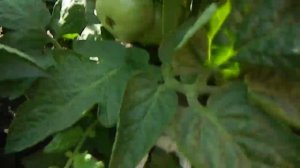 Томат Пурпурная Розелла гном.