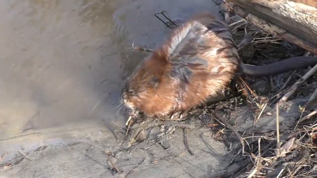 Ондатра на рыбалке! смотреть онлайн