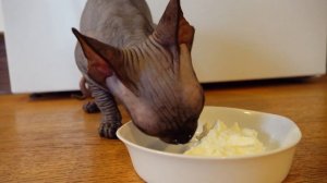 Sphynx cat Лысая кошка сфинкс кушает чем кормить еда