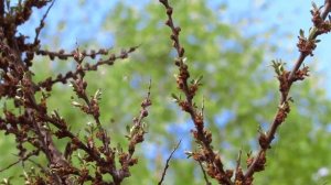 Саженцы облепихи: различие