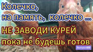 #20 ВСЕХ ЗАКЛЕЙМИТЬ! Безопасный выгул для курочек.