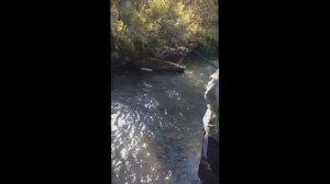 ЛОВЛЯ ХАРИУСА В МАЛЕНЬКОЙ ГОРНОЙ РЕКЕ В ШЕРЕГЕШЕ!