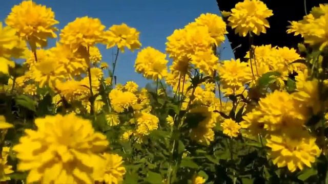 Золотые шары- Виталий Соломин смотреть онлайн