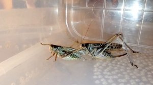 Кузнечик серый vs кузнечик седакова, (Katydid vs katydid).