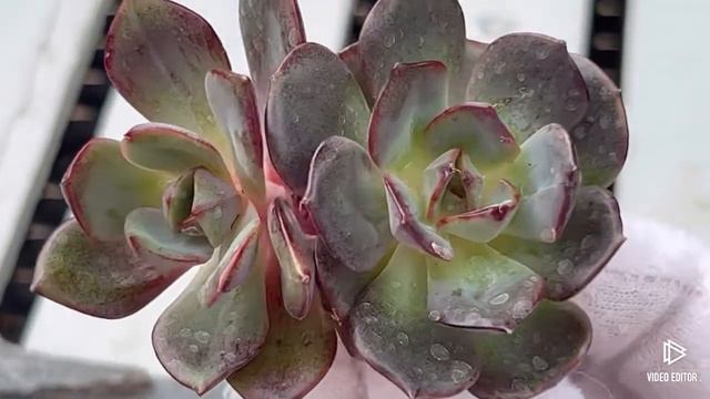 Echeveria Black Tan (Bullet) смотреть онлайн