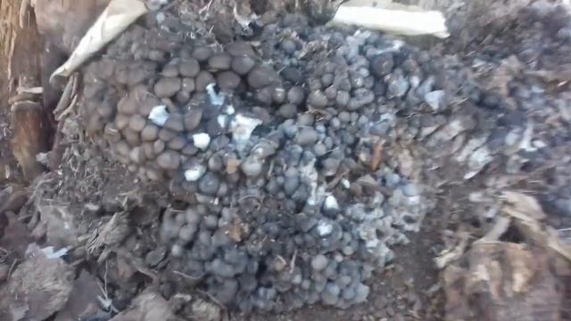 Вешенки смотреть онлайн