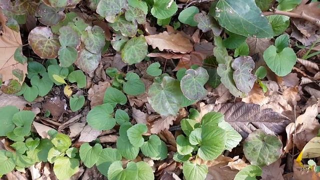 СОЧИ 11 марта | Растения в лесу смотреть онлайн