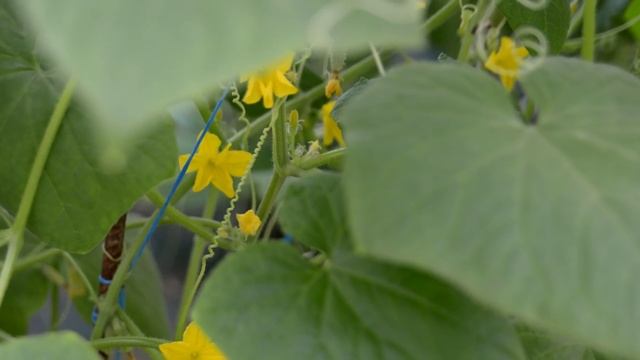Важно при посадке огурцов положить это в лунку! Огурцов всегда будет много если делать так! смотреть онлайн