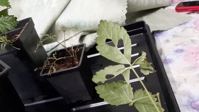 Вредитель княженики.Гусеница бабочки. смотреть онлайн