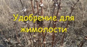 Дешевое удобрение для жимолости