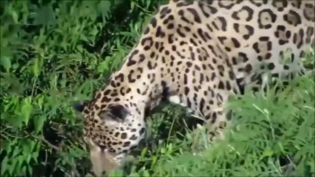 ГИЕНА против ЯГУАРА ! КТО СИЛЬНЕЕ ? смотреть онлайн