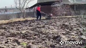 Посев Горчицы