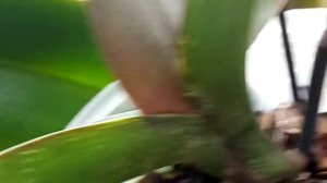 😪Как выглядят листья орхидеи где поработал клещ😪