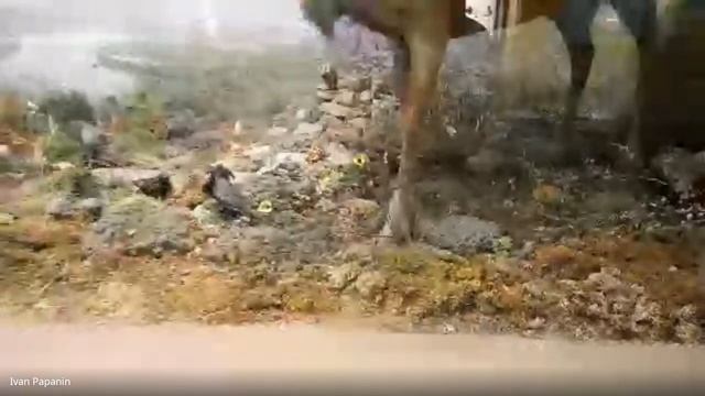 Российский государственный музей Арктики и Антарктики», СПб. Природа Арктики смотреть онлайн