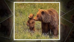 ДЕТЕНЫШИ И ИХ РОДИТЕЛИ (Zoo) (1)