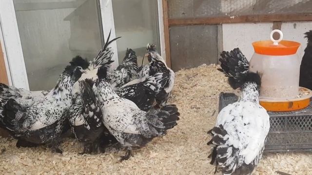 Павловские куры серебро выпуск 2019 смотреть онлайн