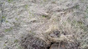 КОП МОНЕТ НА СТАРОЙ ДОРОГЕ К ХУТОРУ - поиск золота. АКА Сигнум 7272 мфт