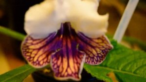 Streptocarpus 'Harlequin Damsel' Update; A Bloom!