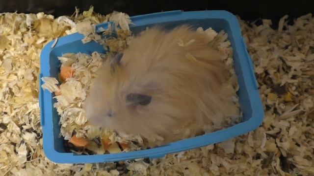 Почему нельзя целовать грызунов? ХОМКИ. смотреть онлайн