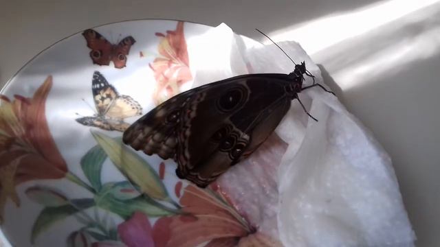 Бабочка кушает смотреть онлайн